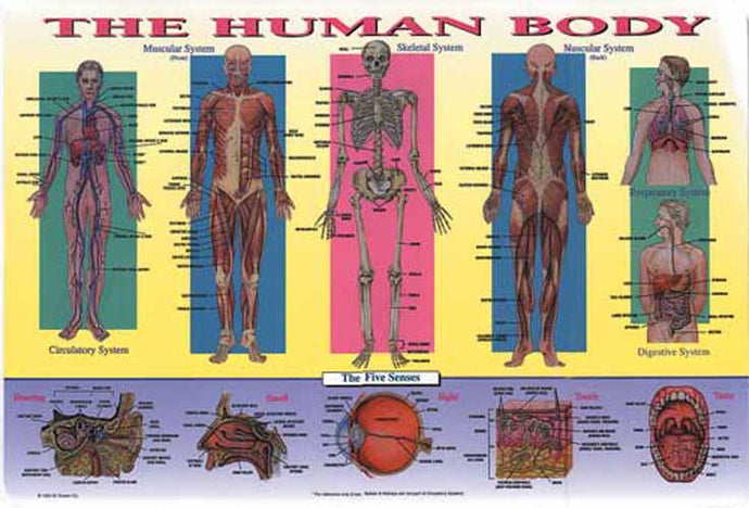 Human Body Placemat