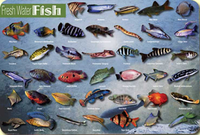 Freshwater Fish Placemat