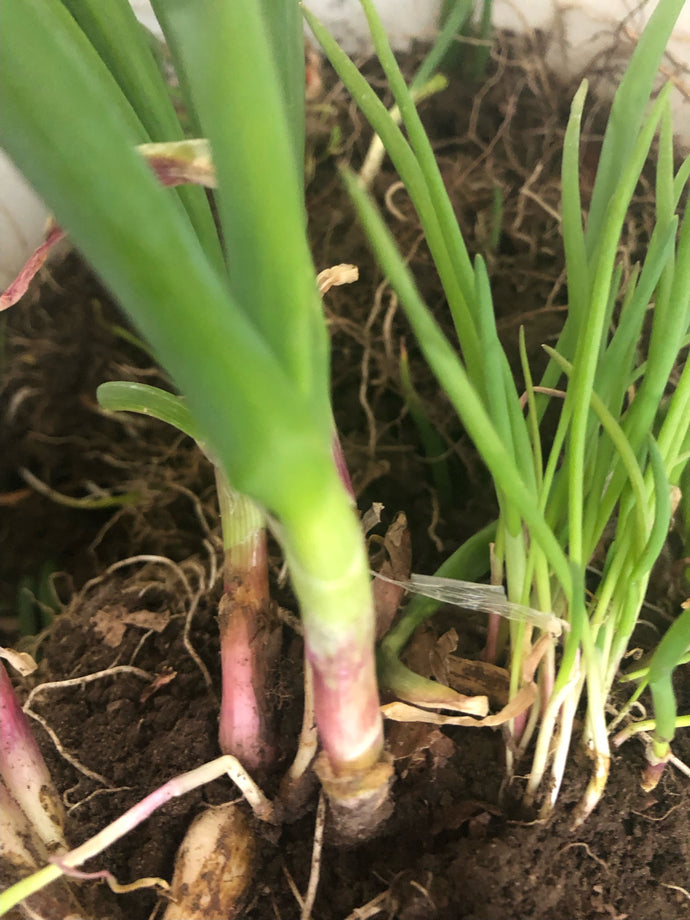 Eygptian Walking Onions, 15 Live Organically Grown Non-GMO Perennial Plants