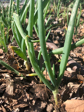 Load image into Gallery viewer, Eygptian Walking Onions, 15 Live Organically Grown Non-GMO Perennial Plants
