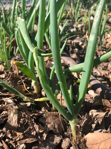 Eygptian Walking Onions, 15 Live Organically Grown Non-GMO Perennial Plants