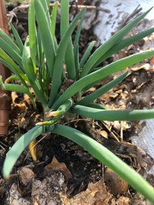 Eygptian Walking Onions, 15 Live Organically Grown Non-GMO Perennial Plants