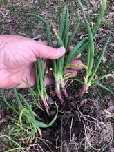 Load image into Gallery viewer, Eygptian Walking Onions, 15 Live Organically Grown Non-GMO Perennial Plants
