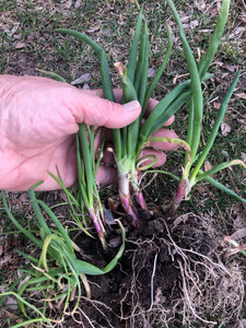 Eygptian Walking Onions, 15 Live Organically Grown Non-GMO Perennial Plants