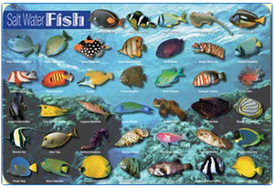 Fish Placemats: Fresh Water and Salt Water Fish (2 placemats)
