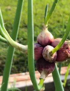 Eygptian Walking Onions, 15 Live Organically Grown Non-GMO Perennial Plants